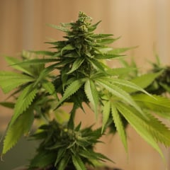 Lydbrook resident admits growing cannabis
