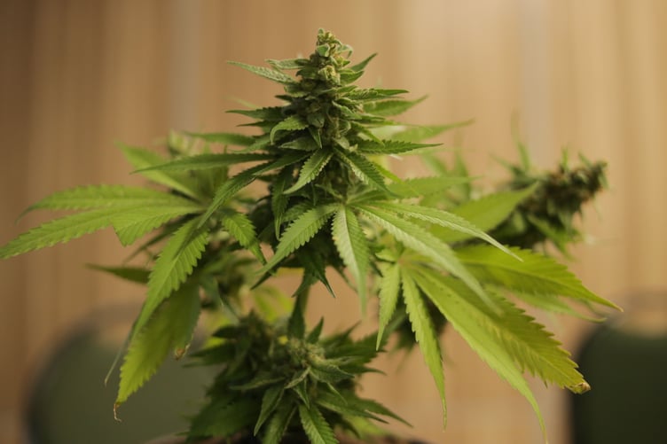 Cannabis plant stock image