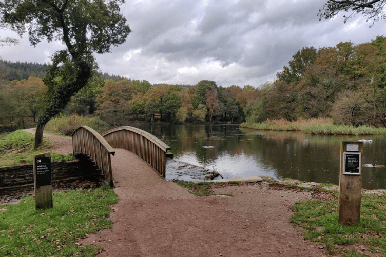 Cannop Ponds have been part of the Forest of Dean landscape for around 200 years and now face major changes under Forestry England's plans.