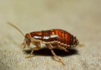 Family is at wits' end over bug infestation