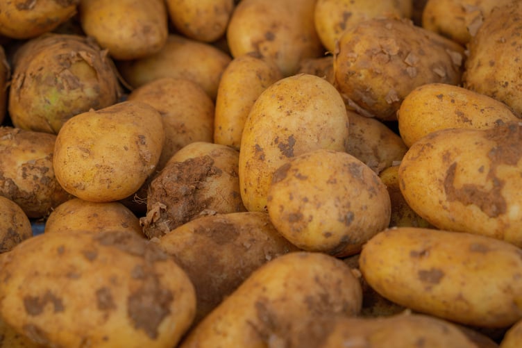 Potatoes stock image