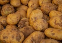 University of Gloucestershire researchers prepare UK farming sector for crop diseases