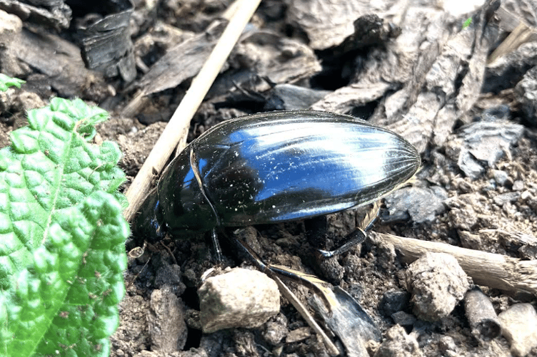 One of the UK's rarest beetles has been recorded at Beachley in a significant discovery for Gloucestershire wildlife.