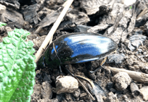 Gloucestershire's newest rare visitor: the great silver water beetle